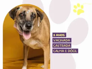 Cachorro raça SRD-ViraLata idade 3 anos nome Stella