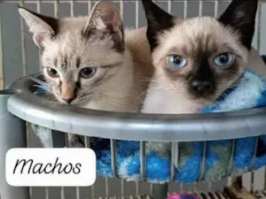 Gato raça SRD-ViraLata idade 2 a 6 meses nome Tico e Teco 
