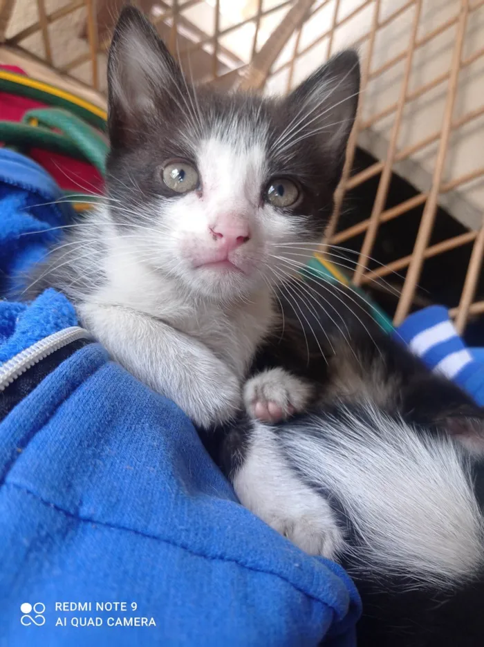 Gato ra a SRD-ViraLata idade 2 a 6 meses nome Carinhosa