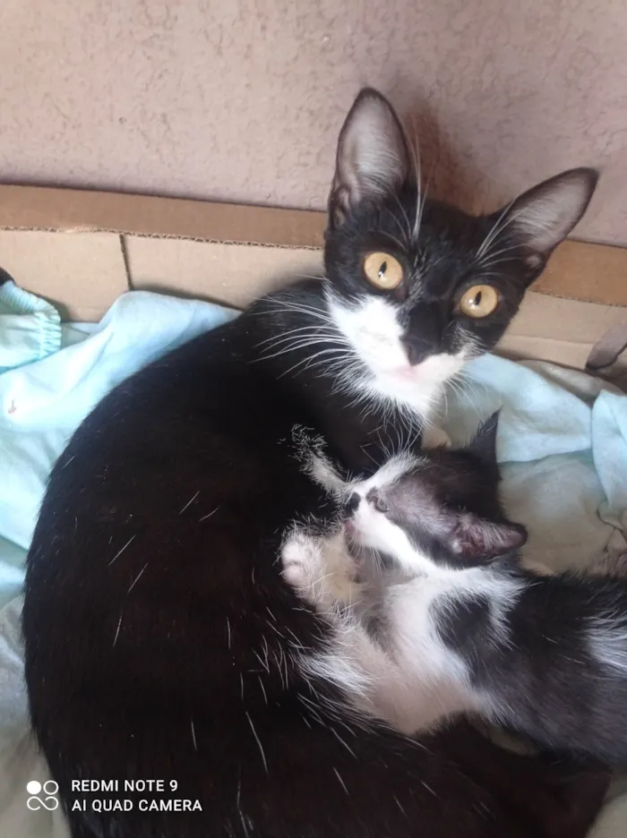 Gato ra a SRD-ViraLata idade 2 a 6 meses nome Carinhosa