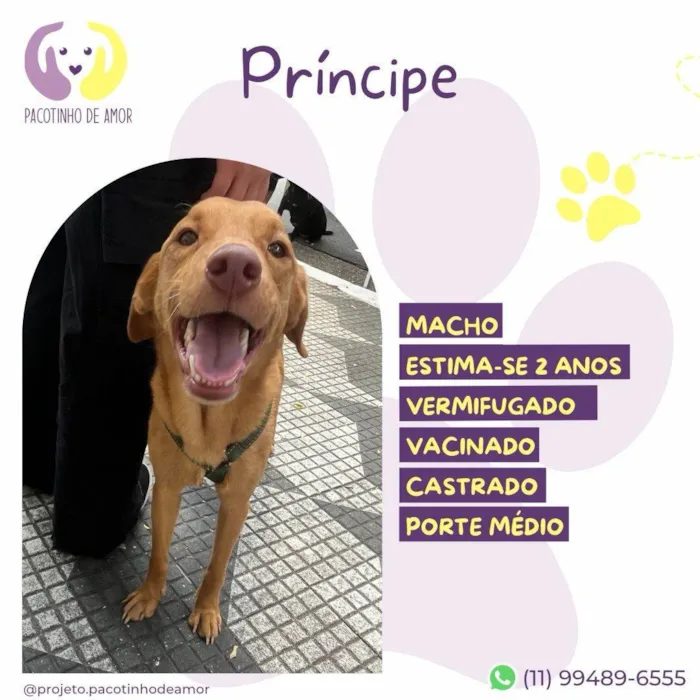 Cachorro ra a SRD-ViraLata idade 2 anos nome Principe