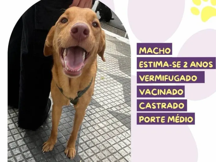 Cachorro ra a SRD-ViraLata idade 2 anos nome Principe