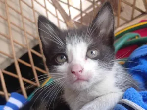 Gato raça SRD-ViraLata idade 2 a 6 meses nome Carinhosa