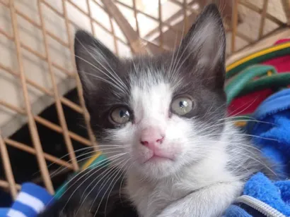 Gato raça SRD-ViraLata idade 2 a 6 meses nome Carinhosa