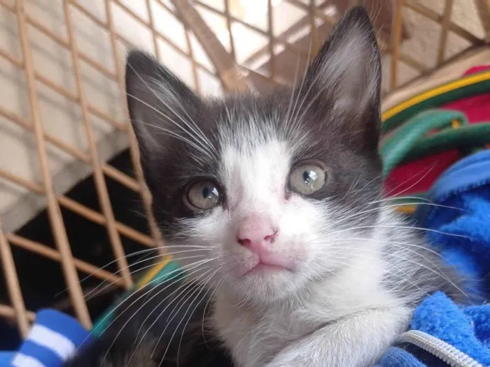 Gato ra a SRD-ViraLata idade 2 a 6 meses nome Carinhosa