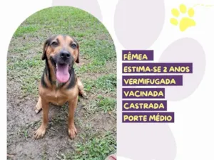 Cachorro raça SRD-ViraLata idade 2 anos nome Amora