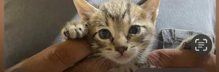 Gato ra a SRD-ViraLata idade Abaixo de 2 meses nome Kevin