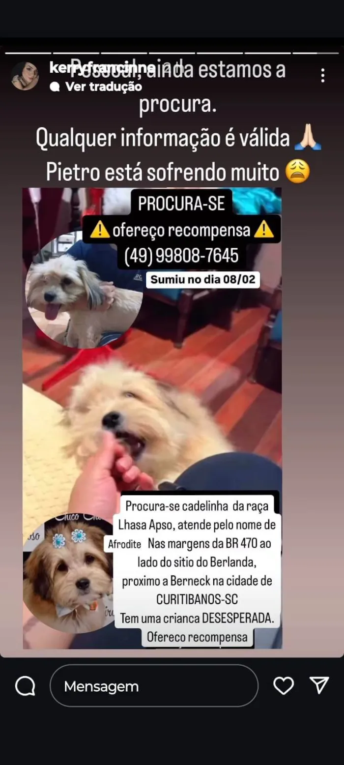 Cachorro ra a Lhasa Apso idade 2 anos nome Sônia ( em nome de Kelly)