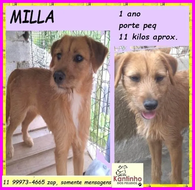 Cachorro ra a SRD-ViraLata idade 1 ano nome Milla