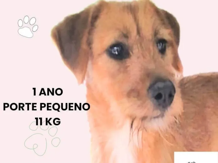 Cachorro ra a SRD-ViraLata idade 1 ano nome Milla