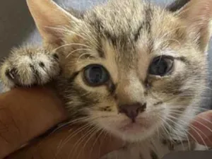 Gato raça SRD-ViraLata idade Abaixo de 2 meses nome Kevin