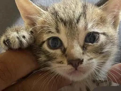 Gato ra a SRD-ViraLata idade Abaixo de 2 meses nome Kevin