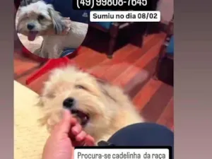 Cachorro raça Lhasa Apso idade 2 anos nome Sônia ( em nome de Kelly)