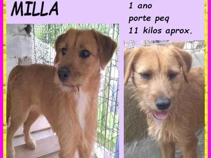 Cachorro ra a SRD-ViraLata idade 1 ano nome Milla