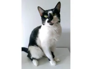 Gato raça SRD-ViraLata idade 2 anos nome Celina