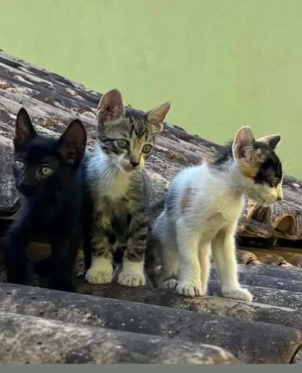 Gato ra a SRD-ViraLata idade Abaixo de 2 meses nome Três irmaos
