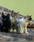 Três irmaos