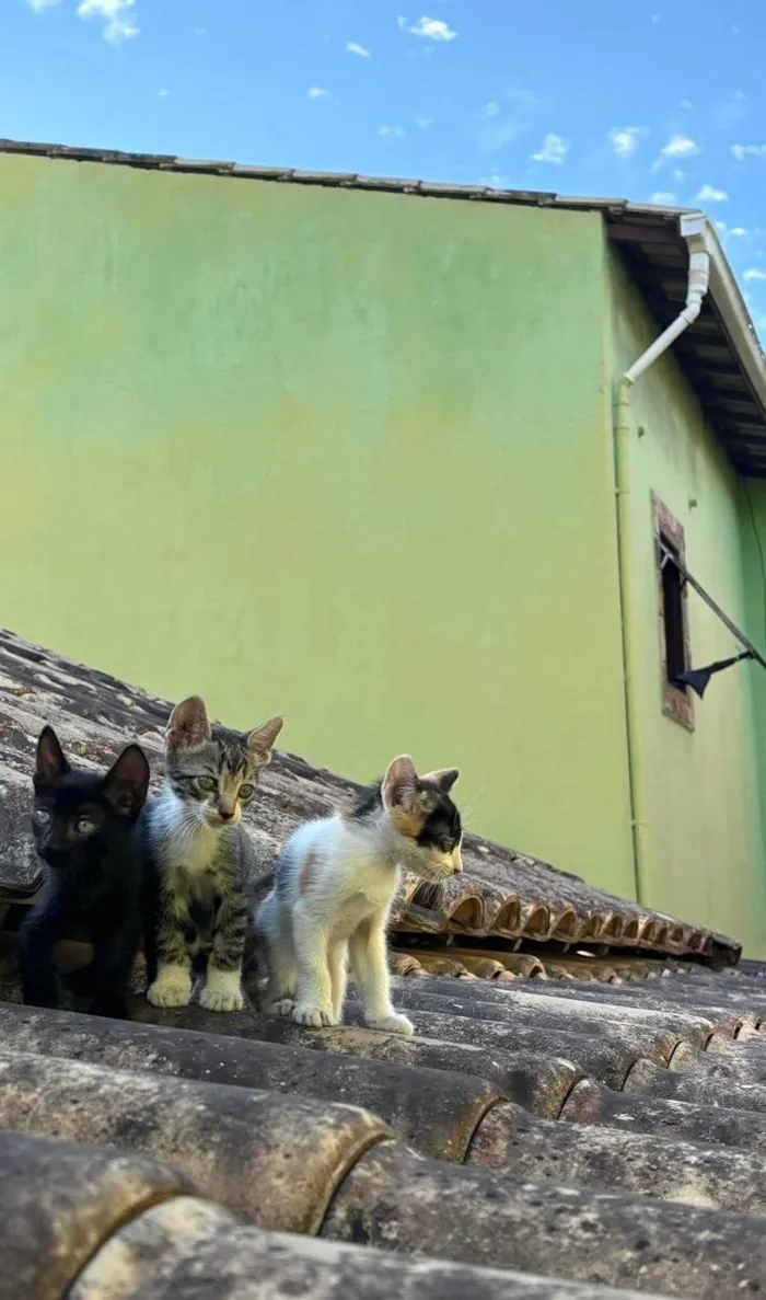 Gato ra a SRD-ViraLata idade Abaixo de 2 meses nome Três irmaos