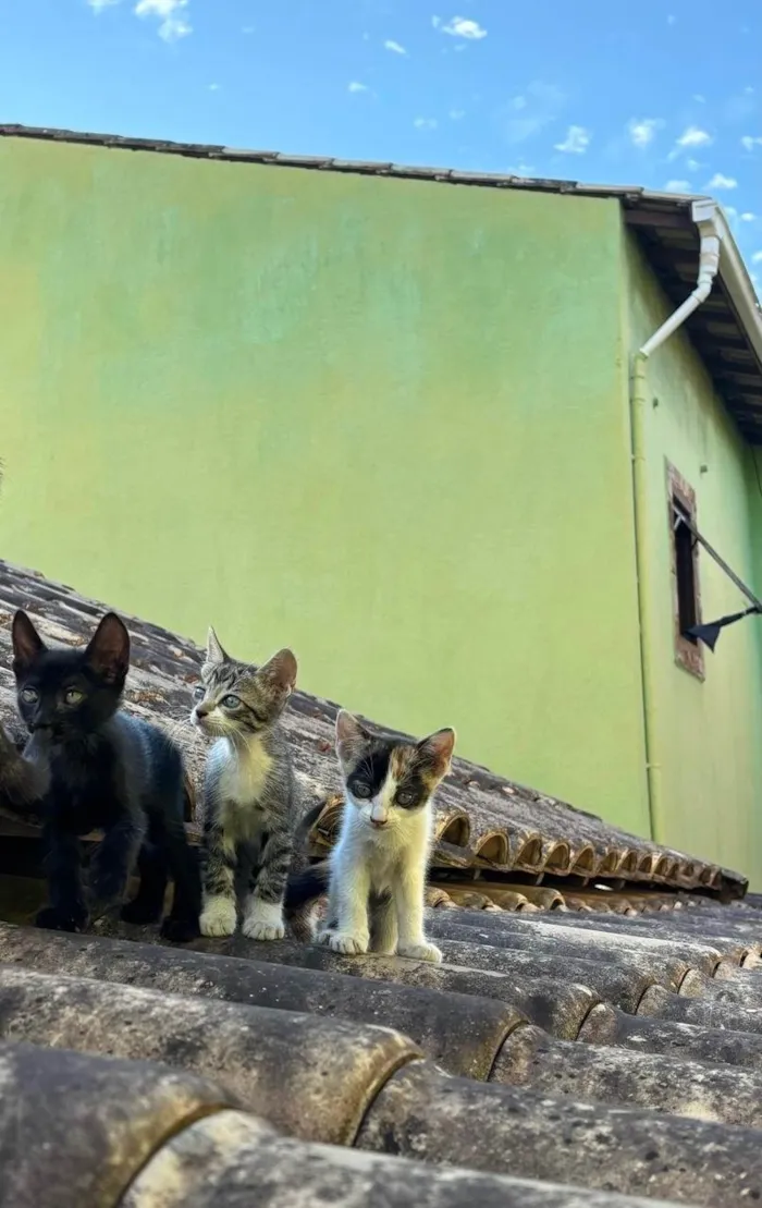 Gato ra a SRD-ViraLata idade Abaixo de 2 meses nome Três irmaos