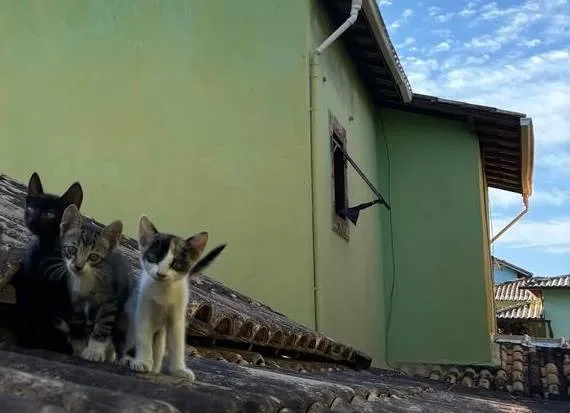 Gato ra a SRD-ViraLata idade Abaixo de 2 meses nome Três irmaos