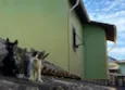 Três irmaos