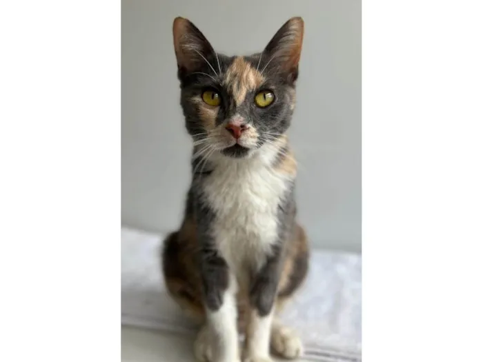 Gato ra a SRD-ViraLata idade 1 ano nome Lupita