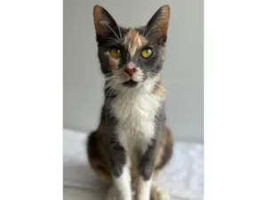 Gato raça SRD-ViraLata idade 1 ano nome Lupita