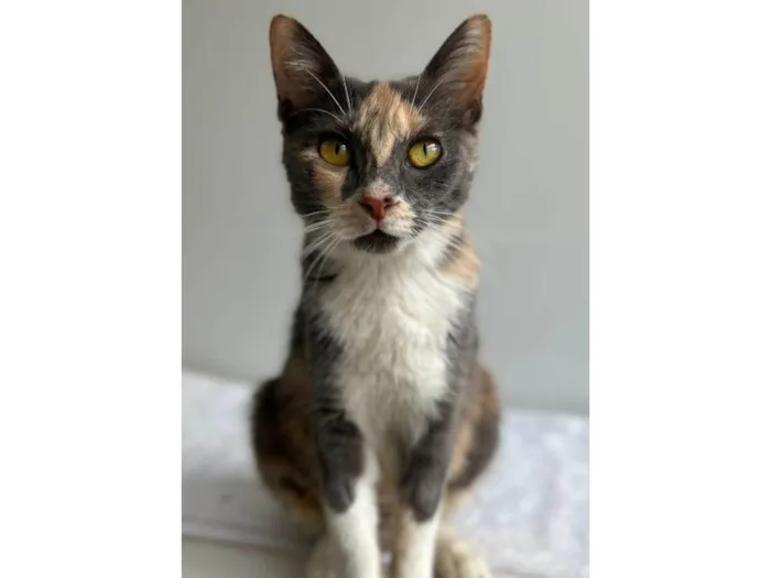 Gato ra a SRD-ViraLata idade 1 ano nome Lupita