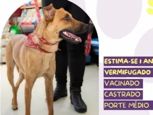 Cachorro raça SRD-ViraLata idade 1 ano nome Marlin