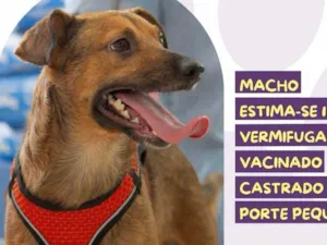 Cachorro raça SRD-ViraLata idade 1 ano nome Hercules