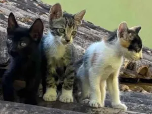 Gato raça SRD-ViraLata idade Abaixo de 2 meses nome Três irmaos