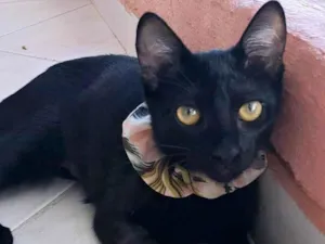Gato raça SRD-ViraLata idade 2 a 6 meses nome Perla