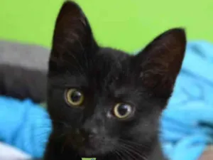 Gato raça SRD-ViraLata idade 2 a 6 meses nome Nick 