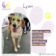 Lyon