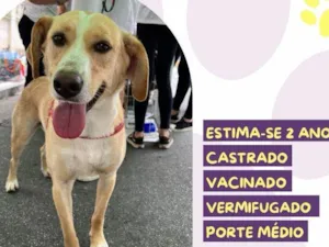 Cachorro raça SRD-ViraLata idade 1 ano nome Lyon