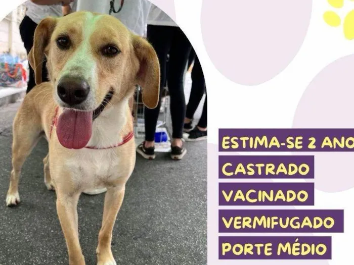 Cachorro ra a SRD-ViraLata idade 1 ano nome Lyon