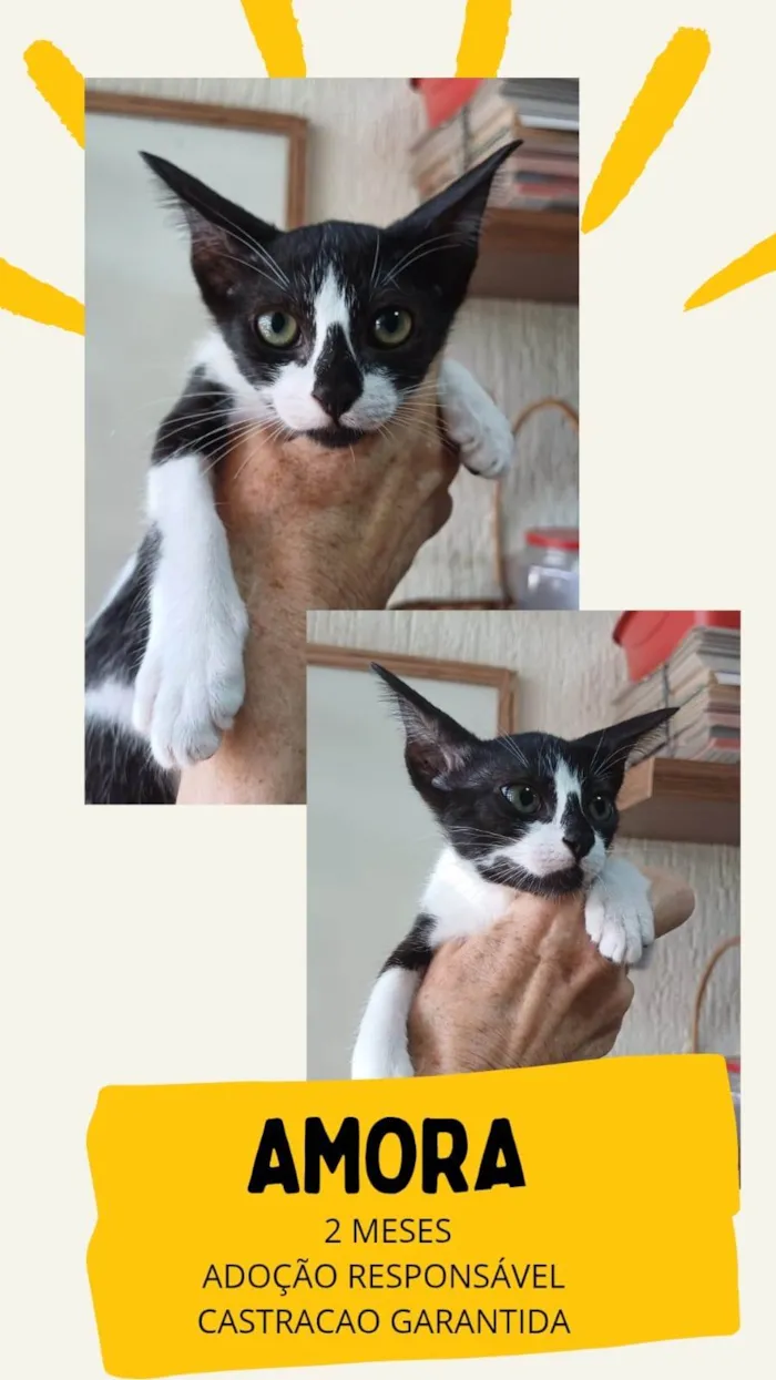 Gato ra a SRD-ViraLata idade Abaixo de 2 meses nome Amora