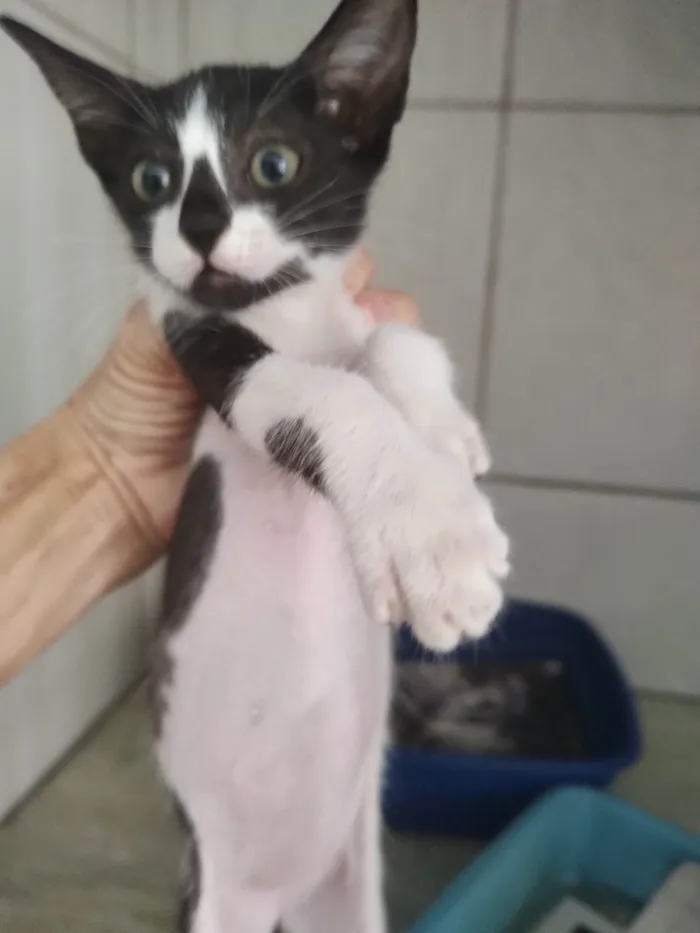Gato ra a SRD-ViraLata idade Abaixo de 2 meses nome Amora