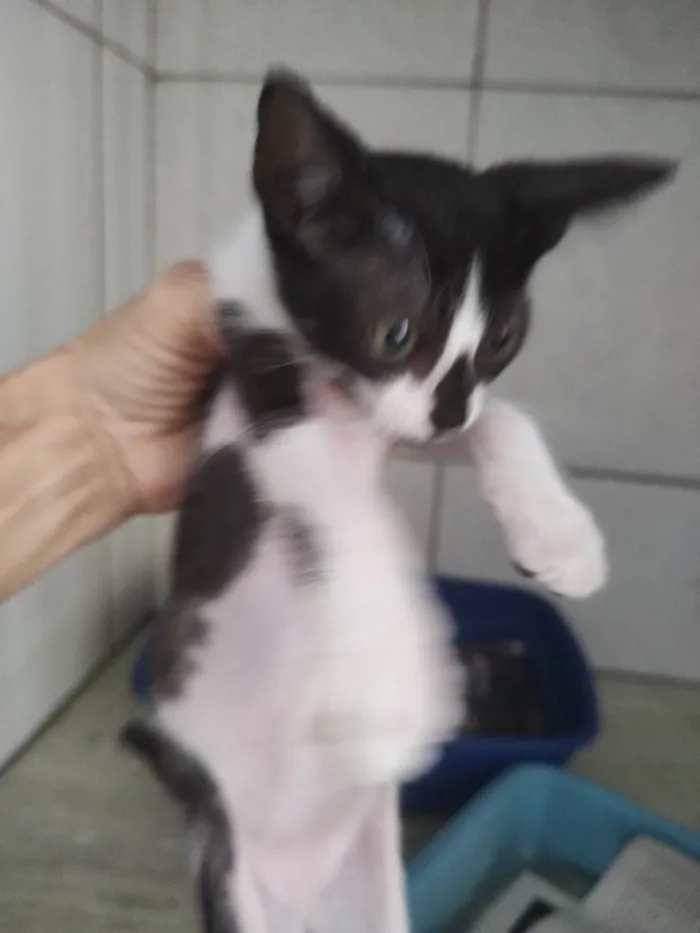 Gato ra a SRD-ViraLata idade Abaixo de 2 meses nome Amora