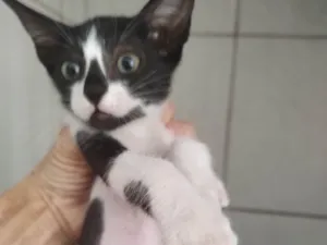 Gato raça SRD-ViraLata idade Abaixo de 2 meses nome Amora