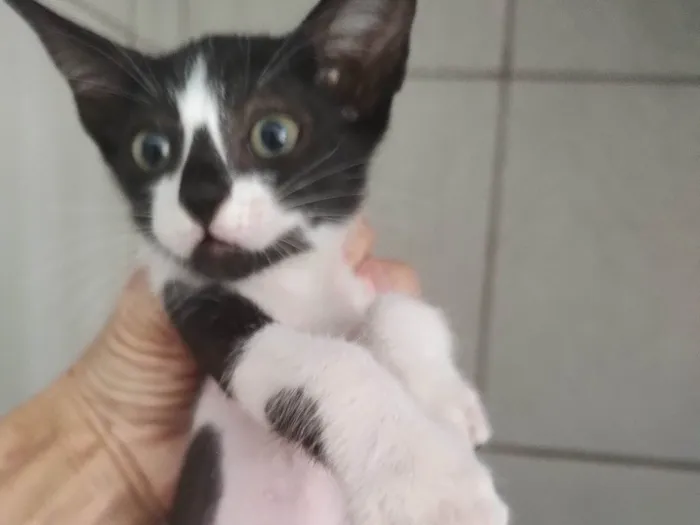 Gato ra a SRD-ViraLata idade Abaixo de 2 meses nome Amora