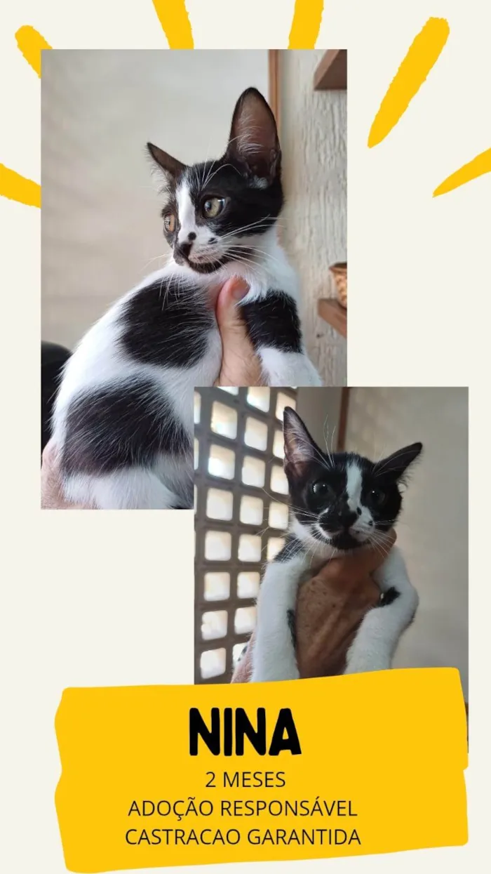 Gato ra a SRD-ViraLata idade Abaixo de 2 meses nome Nina