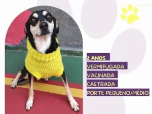 Cachorro raça SRD-ViraLata idade 2 anos nome Luna