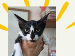 Gato raça SRD-ViraLata idade Abaixo de 2 meses nome Amora