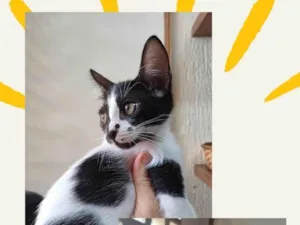 Gato raça SRD-ViraLata idade Abaixo de 2 meses nome Nina