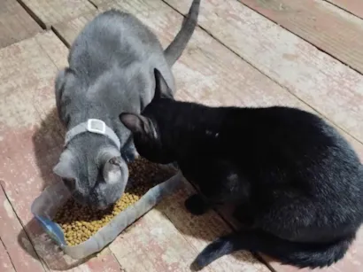 Gato raça Persa idade 3 anos nome Pou