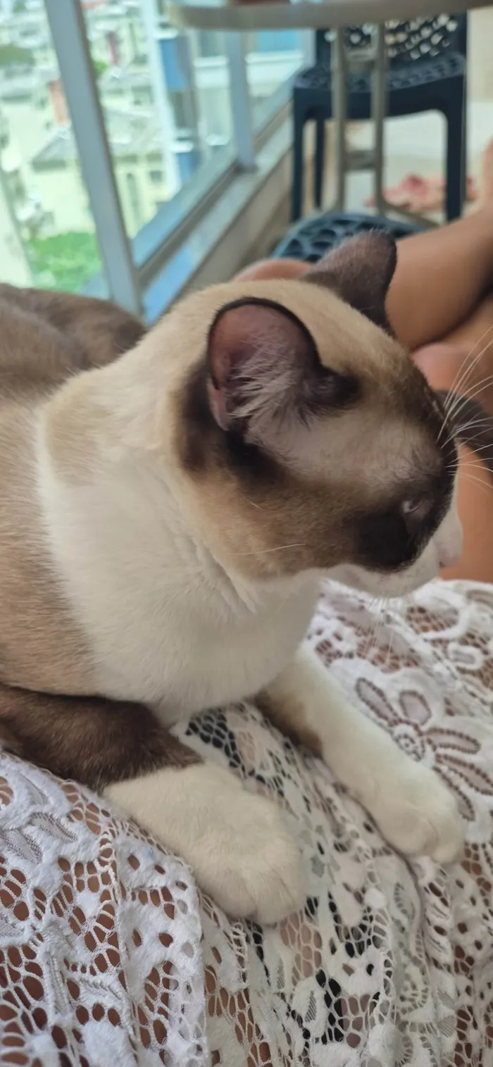 Gato ra a Siamês idade 7 a 11 meses nome Nicolau