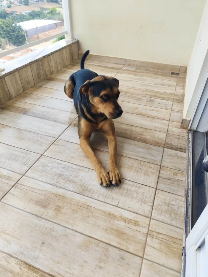 Cachorro ra a SRD-ViraLata idade 2 anos nome KIARA