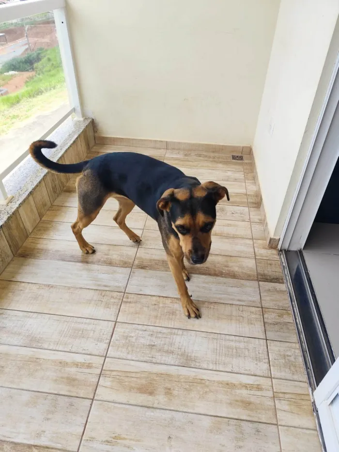 Cachorro ra a SRD-ViraLata idade 2 anos nome KIARA