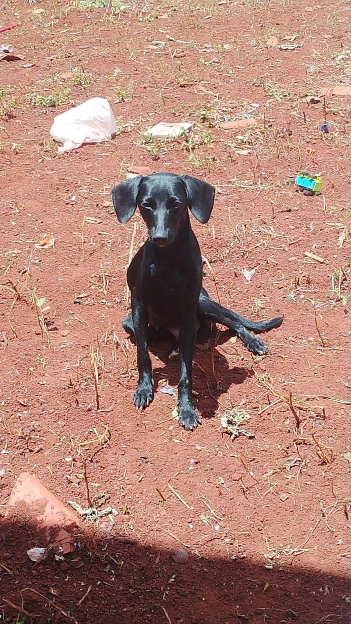 Cachorro ra a SRD-ViraLata idade 2 a 6 meses nome Crianca, pretudi e baby